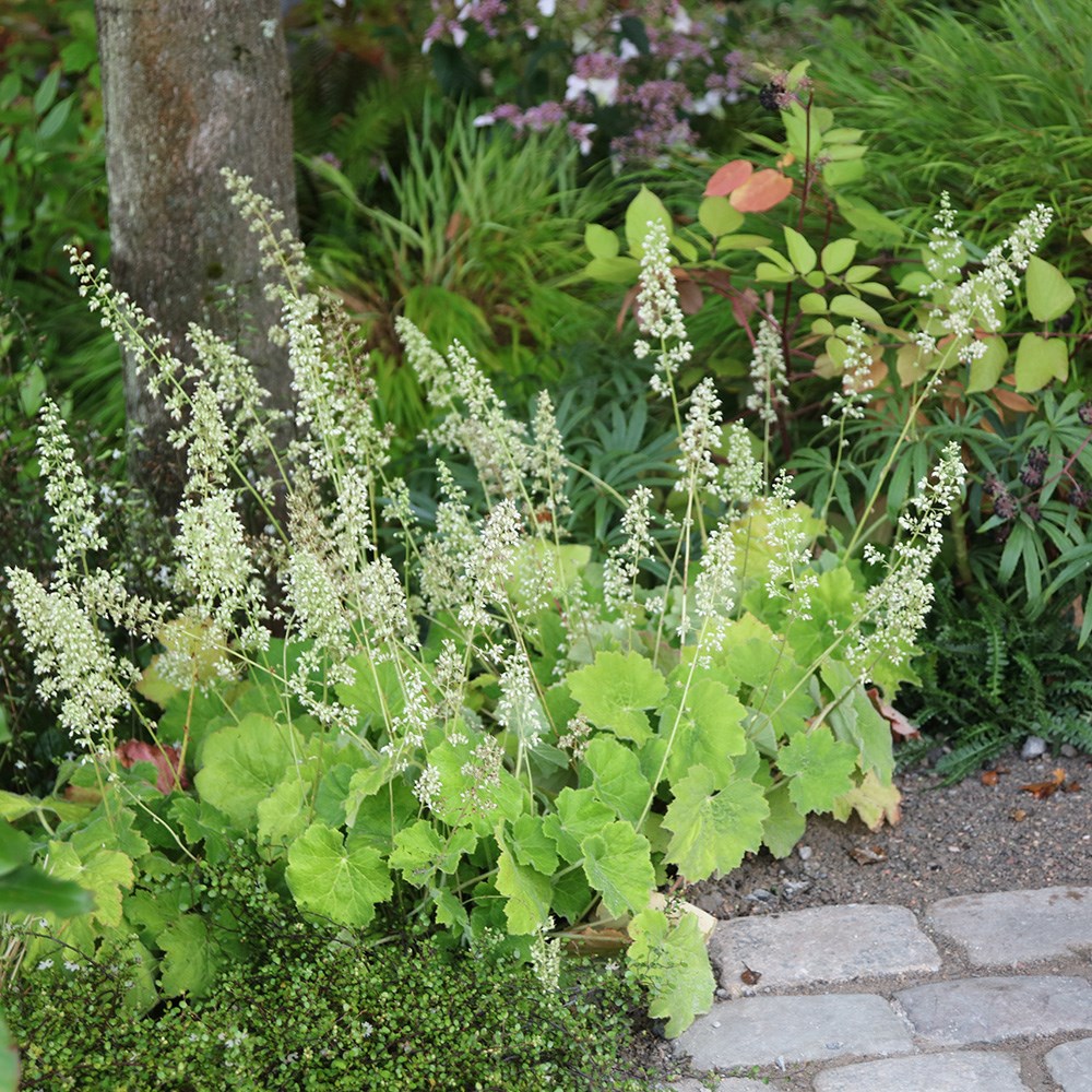 <i>Heuchera villosa</i> 'Autumn Bride'