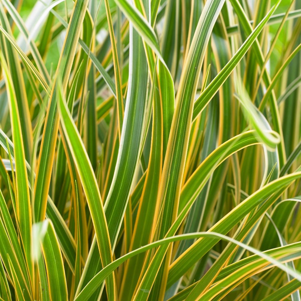 <i>Carex morrowii</i> Boott 'Everglow' (PBR) (EverColor Series) 