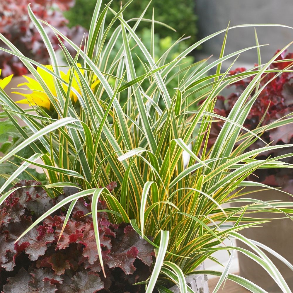 <i>Carex morrowii</i> Boott 'Everglow' (PBR) (EverColor Series) 