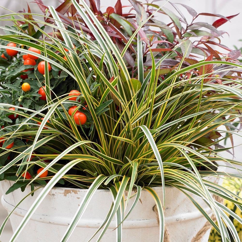 <i>Carex morrowii</i> Boott 'Everglow' (PBR) (EverColor Series) 