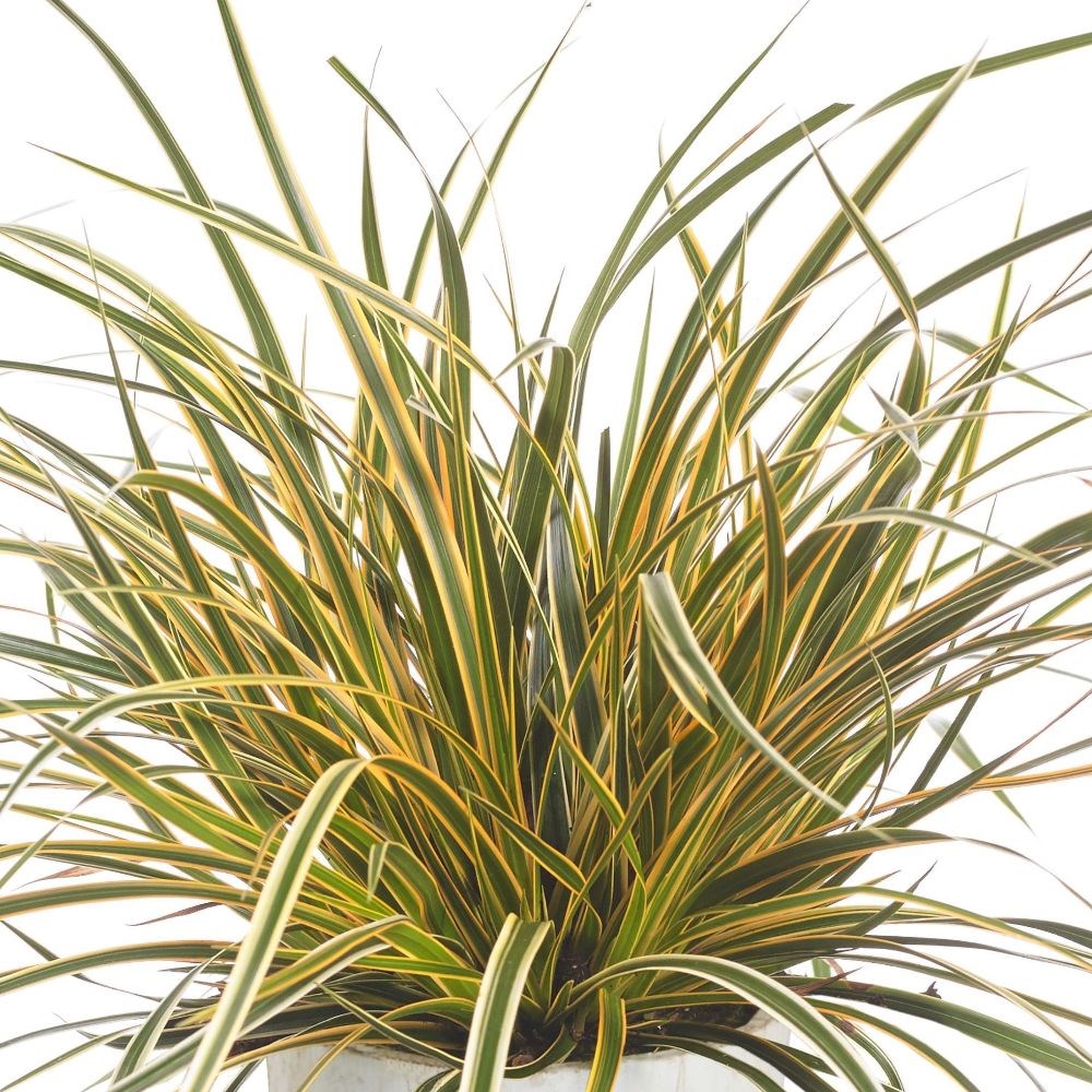 <i>Carex morrowii</i> Boott 'Everglow' (PBR) (EverColor Series) 
