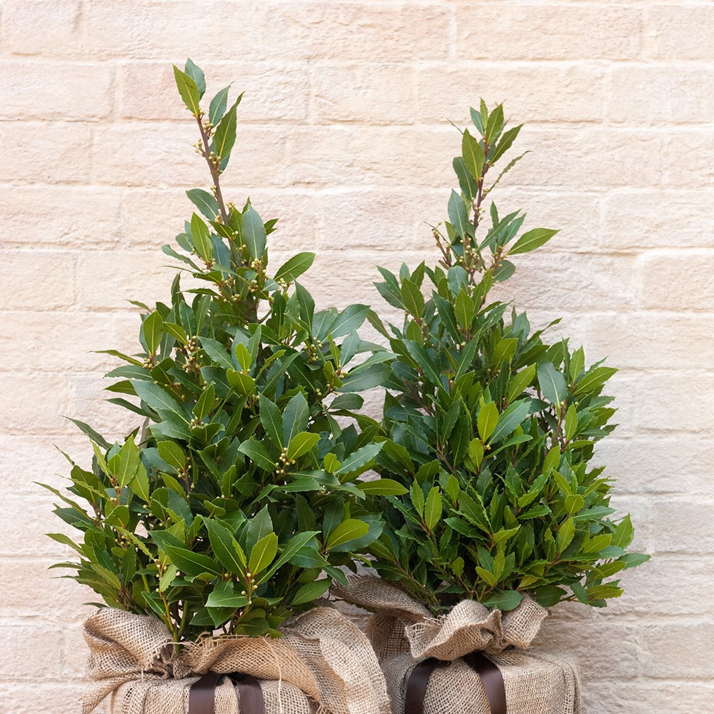 <i>Laurus nobilis</i> 