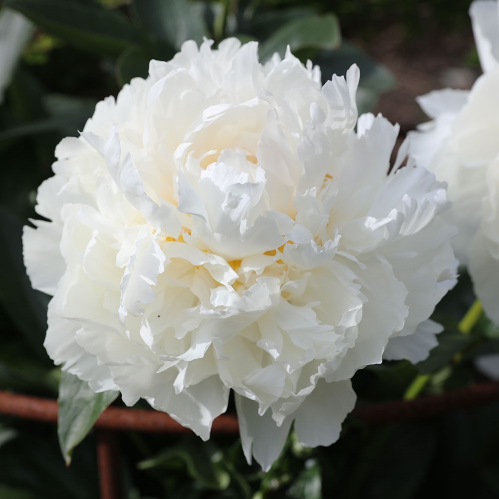 <i>Paeonia lactiflora</i> 'Bowl of Cream'