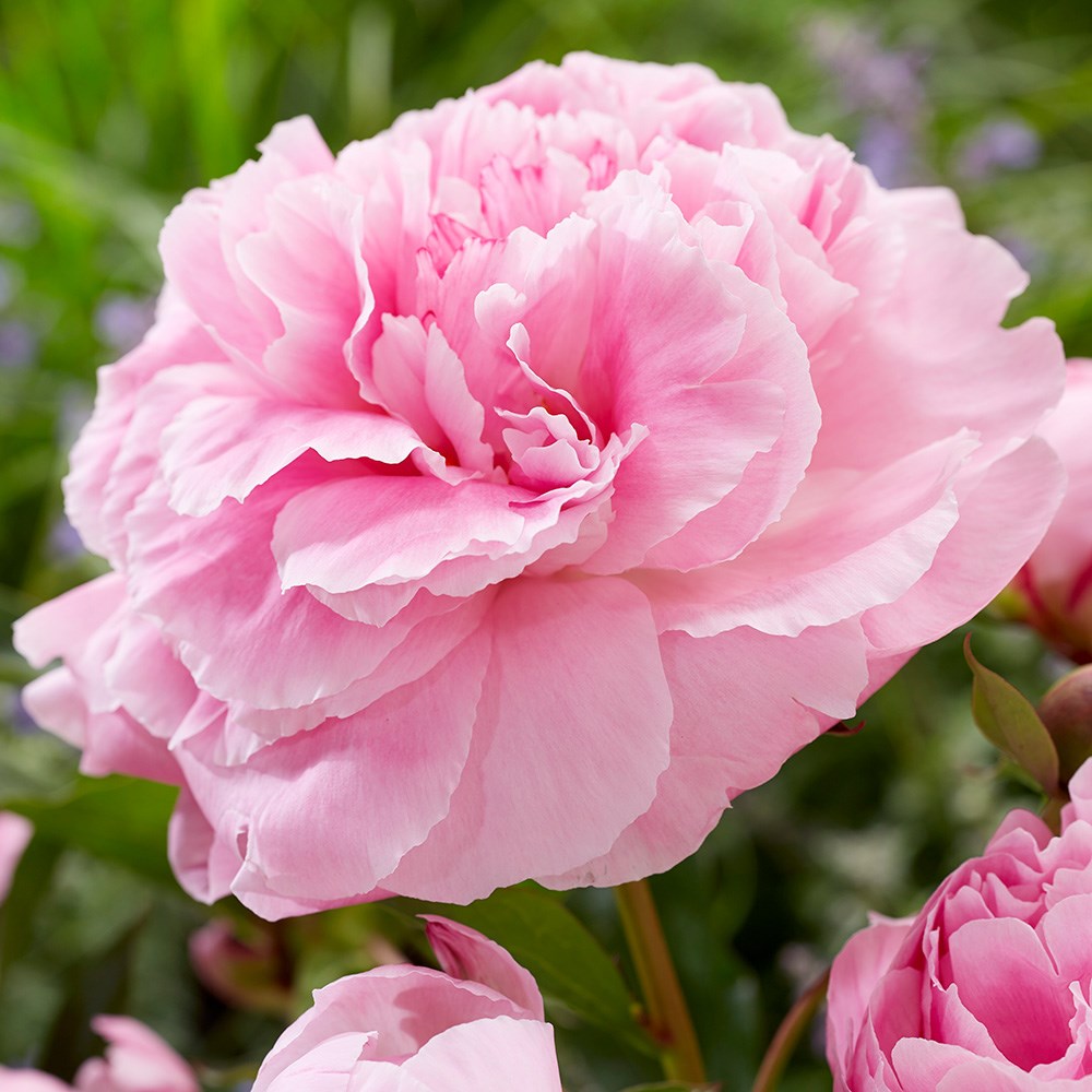 <i>Paeonia lactiflora</i> 'Alexander Fleming'