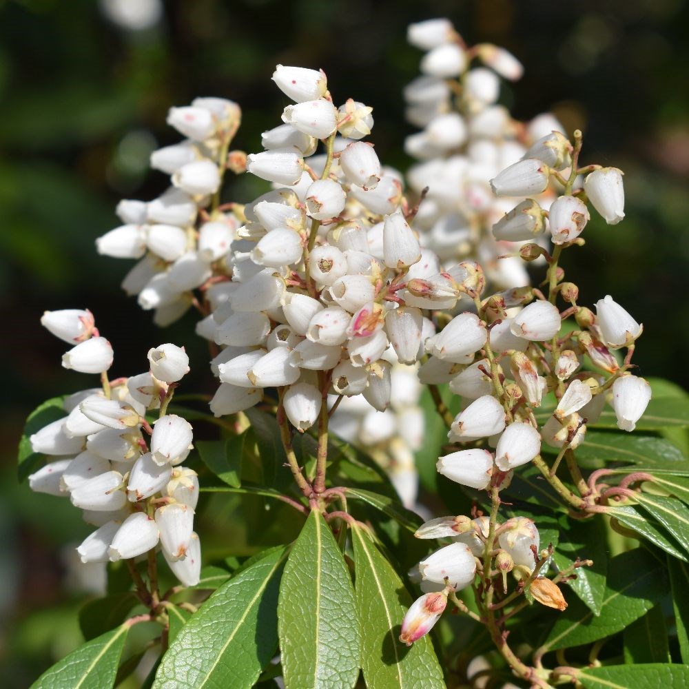 <i>Pieris japonica</i> 'Bonfire'