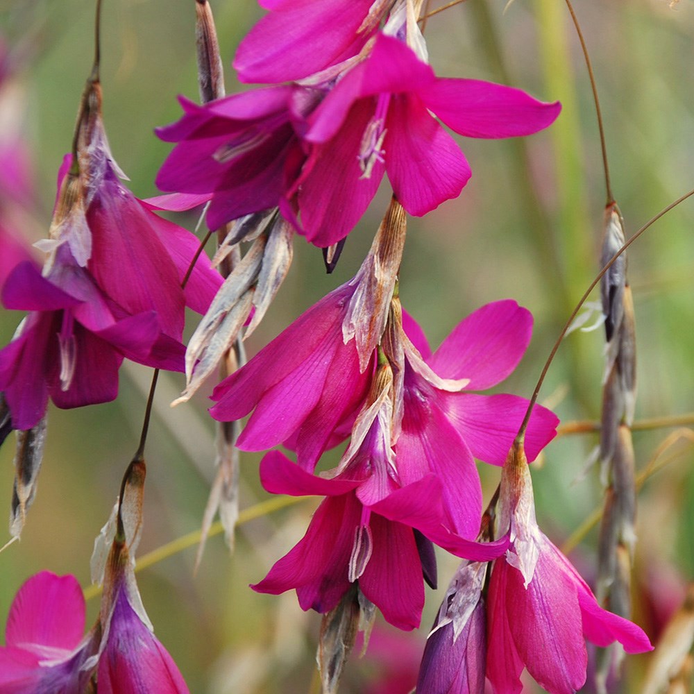 <i>Dierama</i> 'Blackberry Bells'