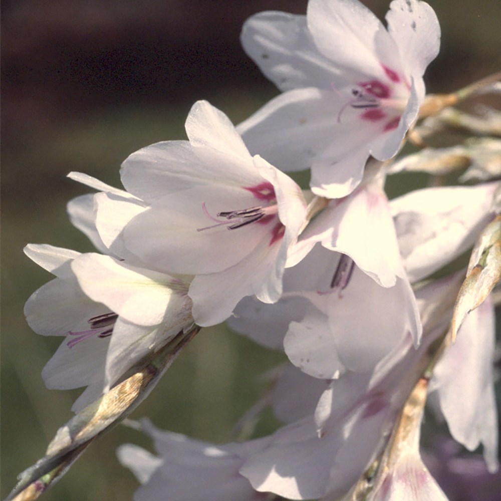 <i>Dierama pulcherrimum</i> var. <i>album</i>