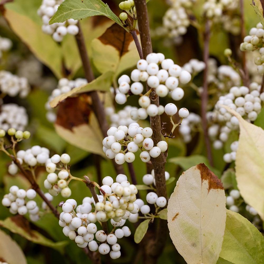 <i>Callicarpa bodinieri</i> <b class=small-caps> 'Magical Snowstar</b> ('Kolmsnostar') (PBR)