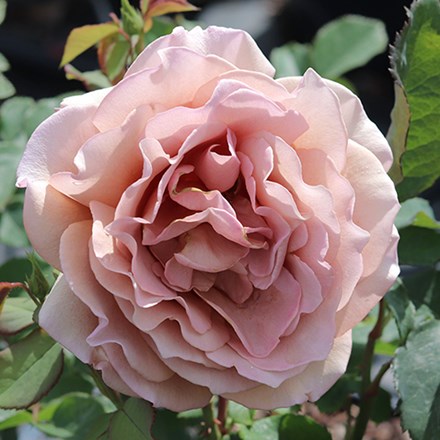 Rosa Mokarosa ('Frywitty') (PBR)