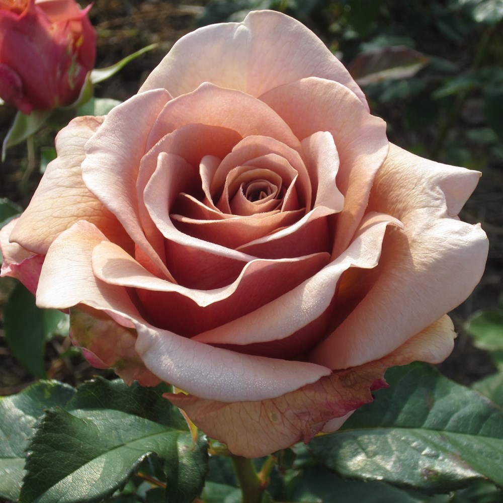 <i>Rosa</i> <b class=small-caps>Mokarosa</b> ('Frywitty') (PBR) | Floribunda Bush Rose