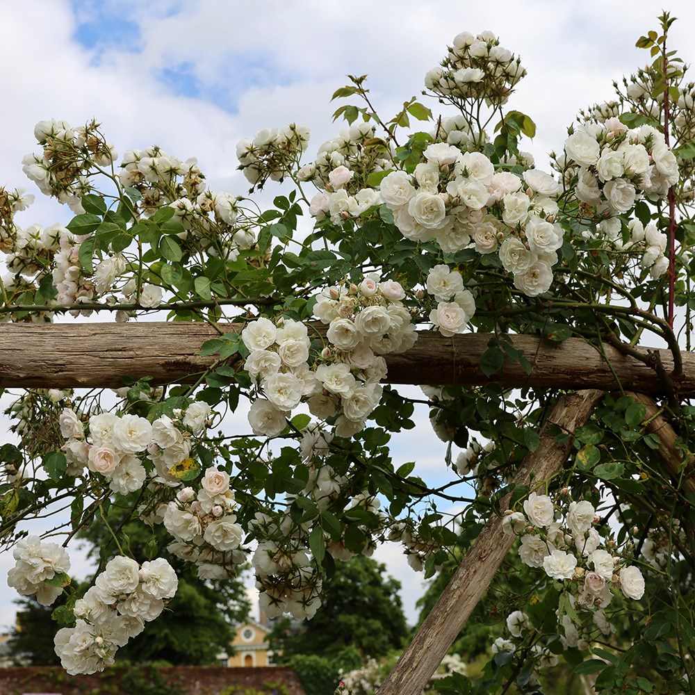 Rosa Félicité et Perpétue | Rambler Rose