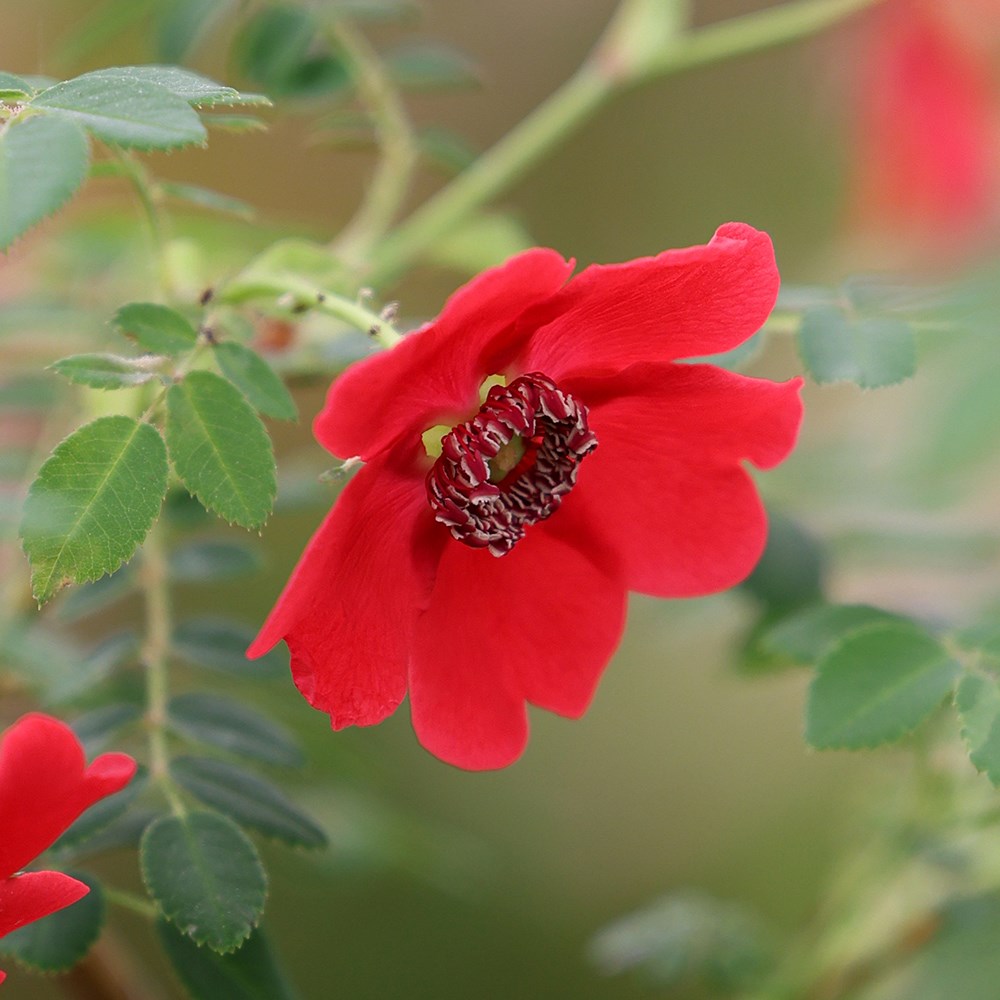 <i>Rosa</i> 'Geranium' (moyesii hybrid) | Shrub Rose