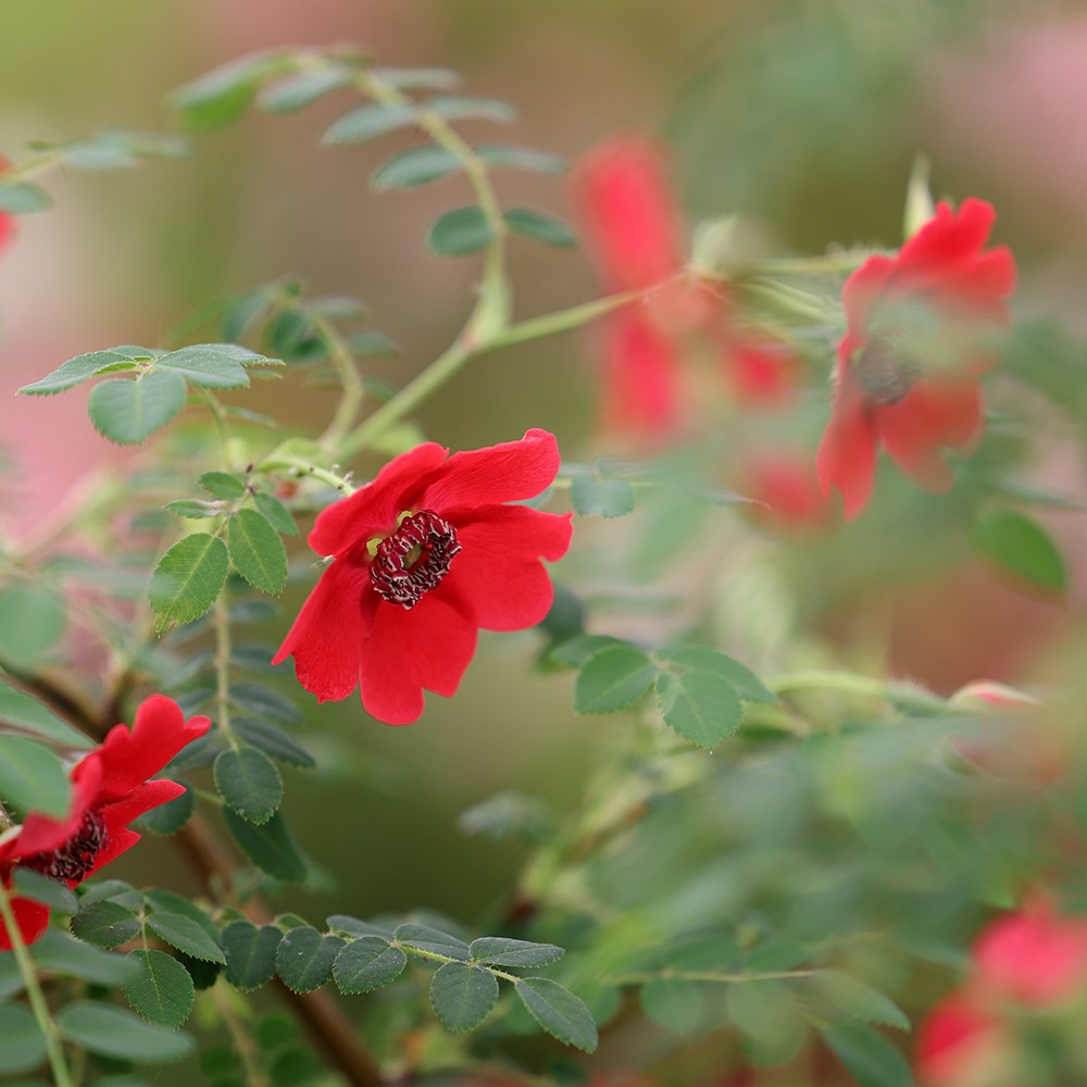 <i>Rosa</i> 'Geranium' (moyesii hybrid) | Shrub Rose