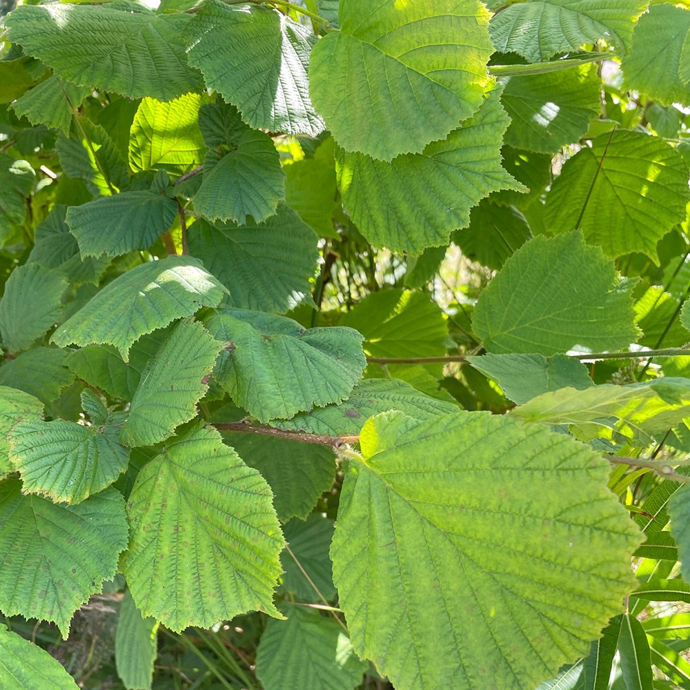 Corylus avellana - Hazel hedging