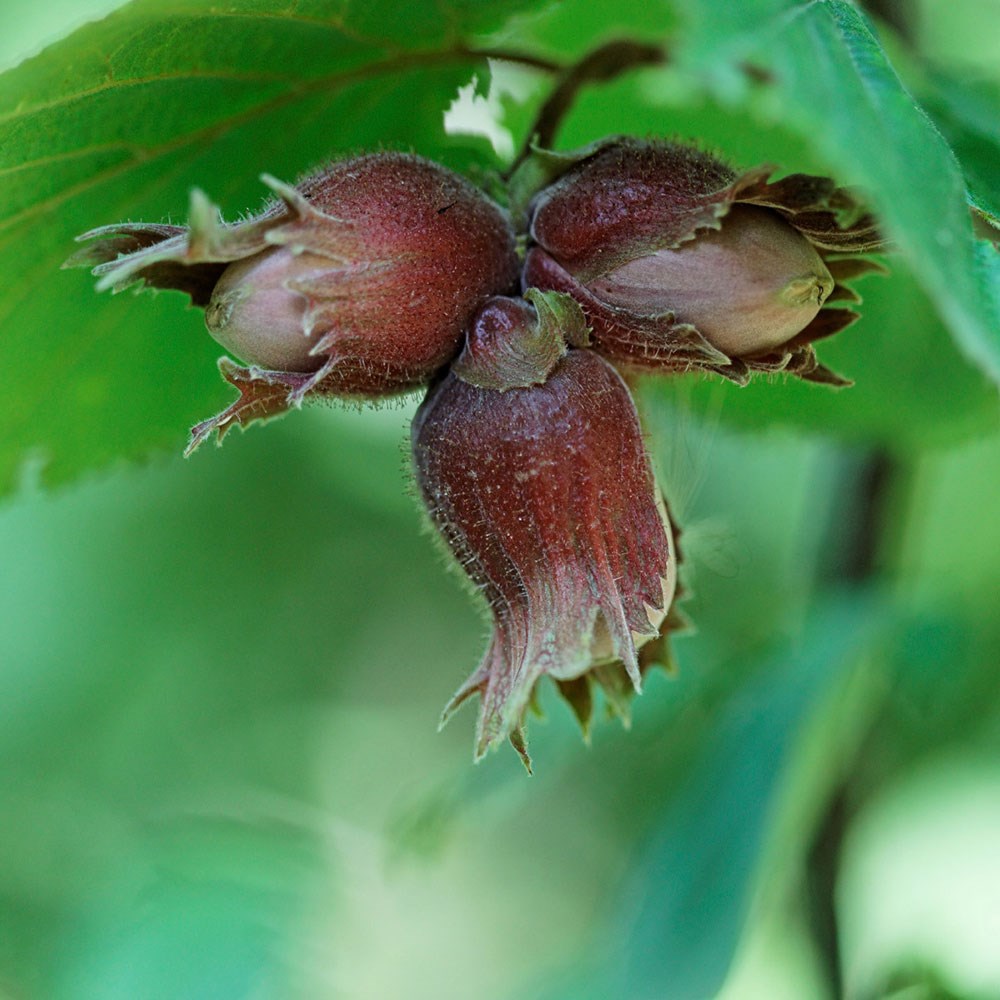 Corylus avellana - Hazel hedging