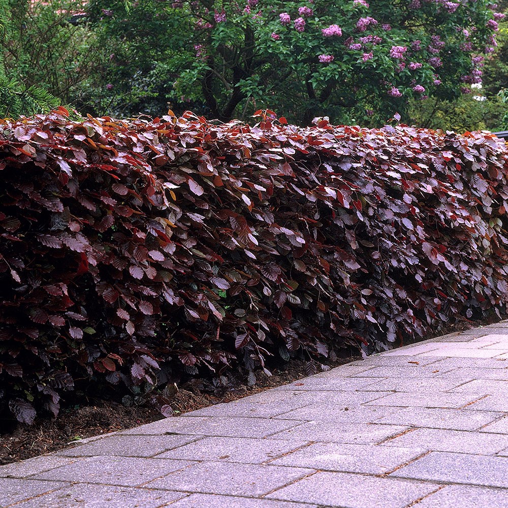 <i>Fagus</i> 'Atropurpurea' - Purple beech hedging