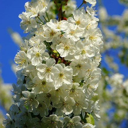 Prunus avium