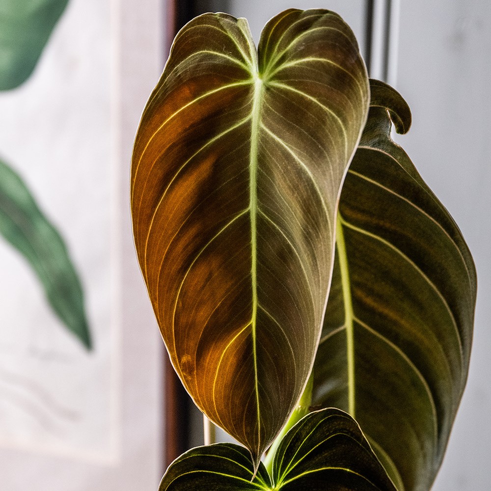 Philodendron melanochrysum | Houseplant