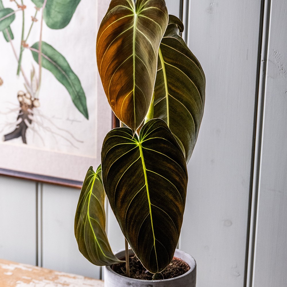 Philodendron melanochrysum | Houseplant
