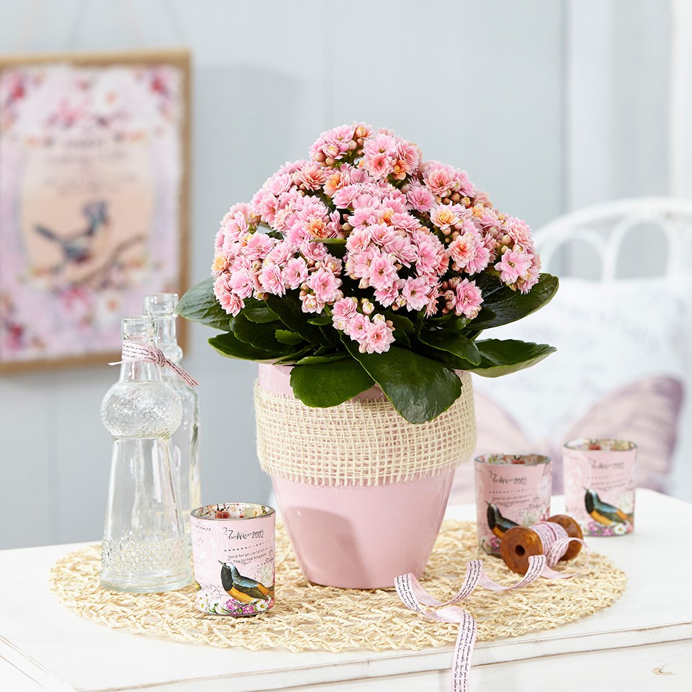 <i>Kalanchoe blossfeldiana</i> 'Serenity Bicolour Pink' (PBR)