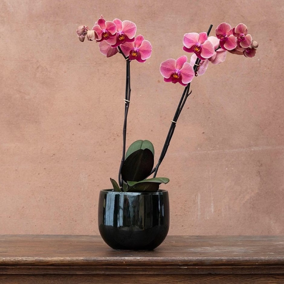 Phalaenopsis Asian Coral | Orchid