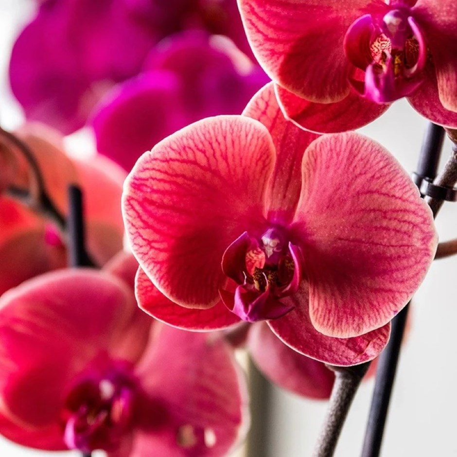 Phalaenopsis Asian Coral | Orchid