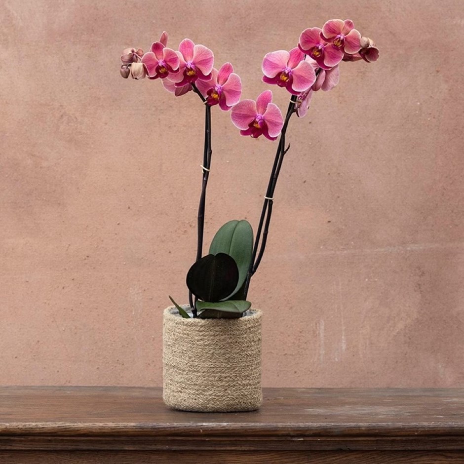 Phalaenopsis Asian Coral | Orchid