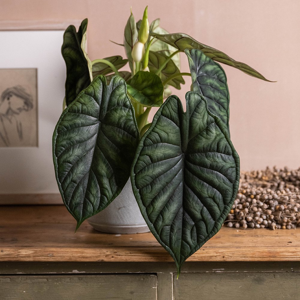 <i>Alocasia</i> 'Dragon Scale'