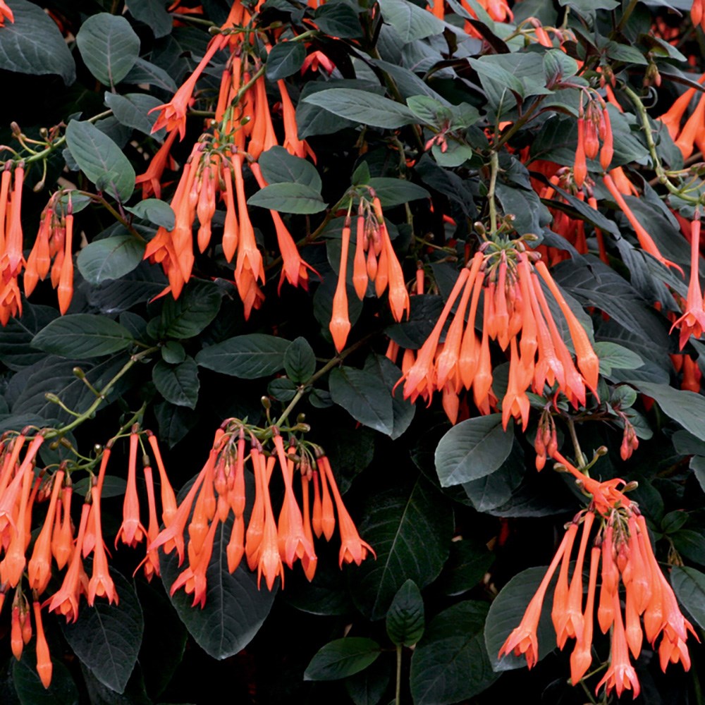 <i>Fuchsia</i> 'Thalia'