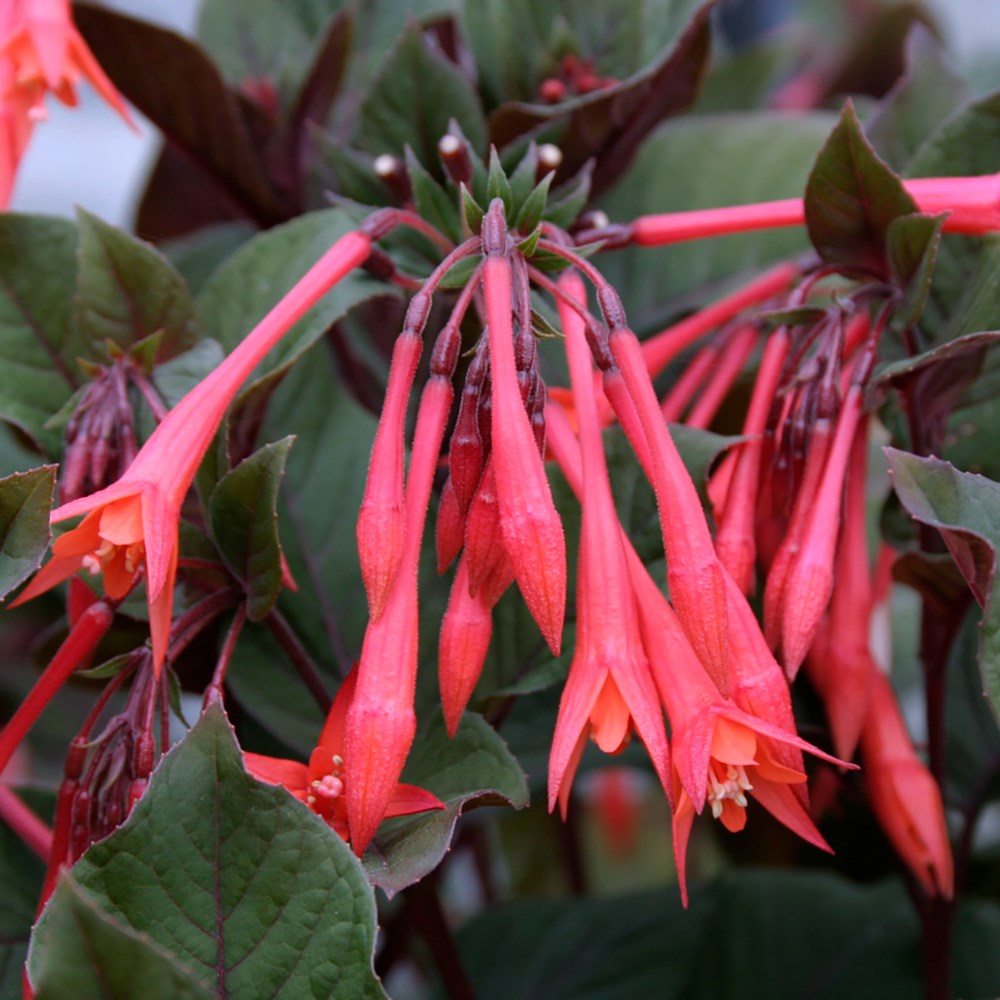 <i>Fuchsia</i> 'Thalia'