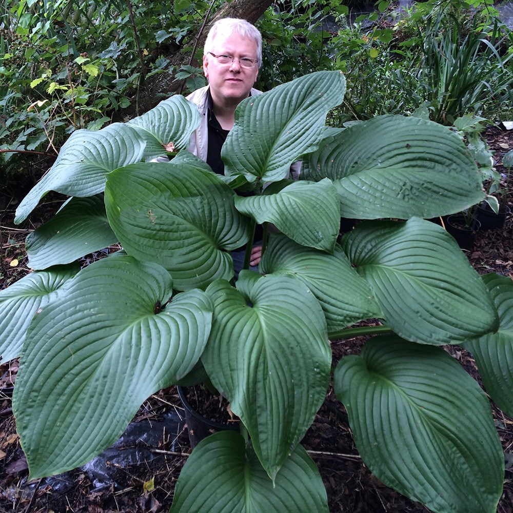 <i>Hosta</i> 'T-Rex'