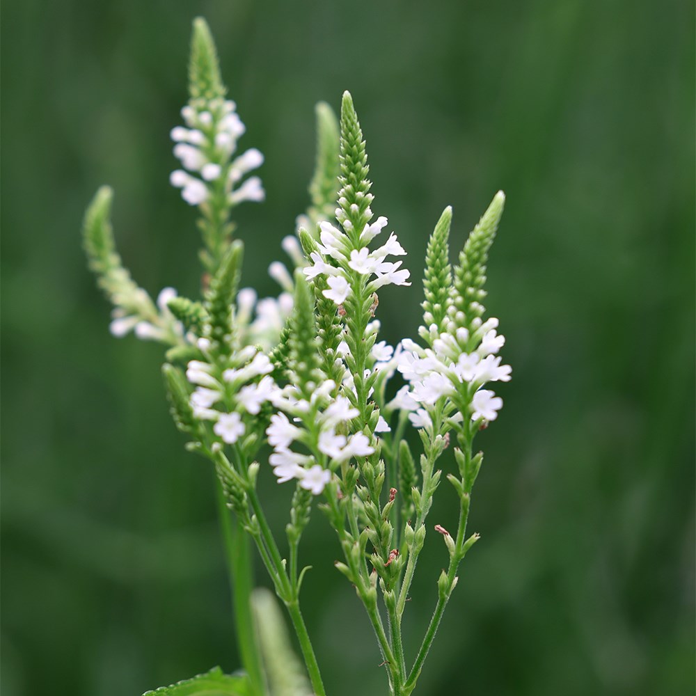 <i>Verbena hastata</i> 'Alba'