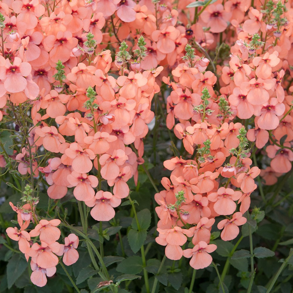 <i>Diascia</i> 'Aurora Apricot' (Towers of Flowers Series)