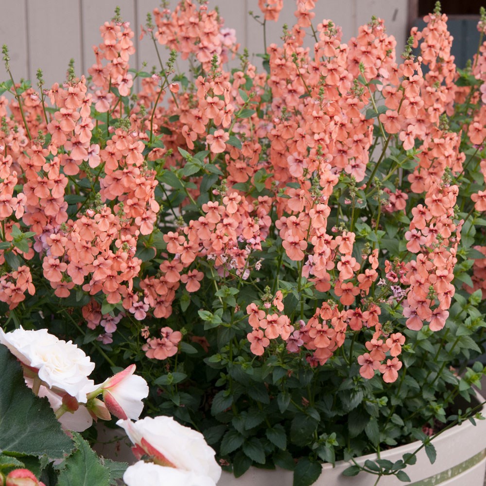 <i>Diascia</i> 'Aurora Apricot' (Towers of Flowers Series)