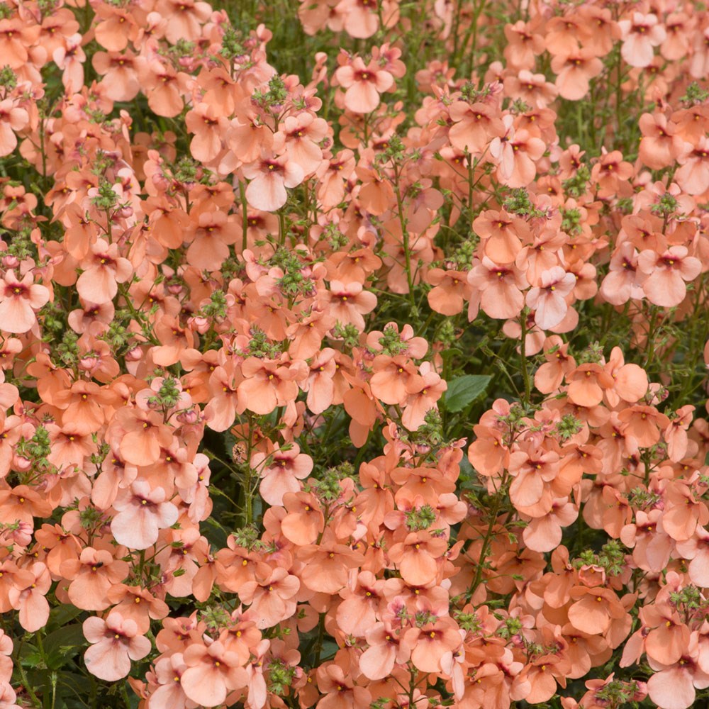 <i>Diascia</i> 'Aurora Apricot' (Towers of Flowers Series)