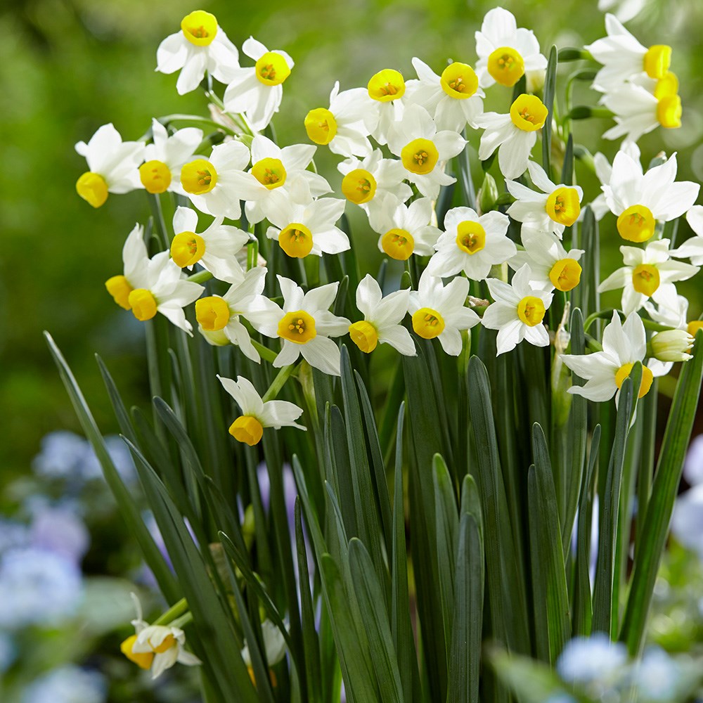 <i>Narcissus</i> 'Canaliculatus'