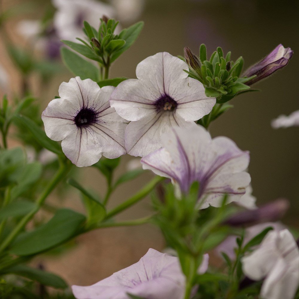 <i>Petunia</i> 'Tidal Wave Silver (Tidal Wave Series)'