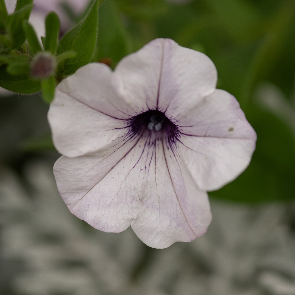 <i>Petunia</i> 'Tidal Wave Silver (Tidal Wave Series)'