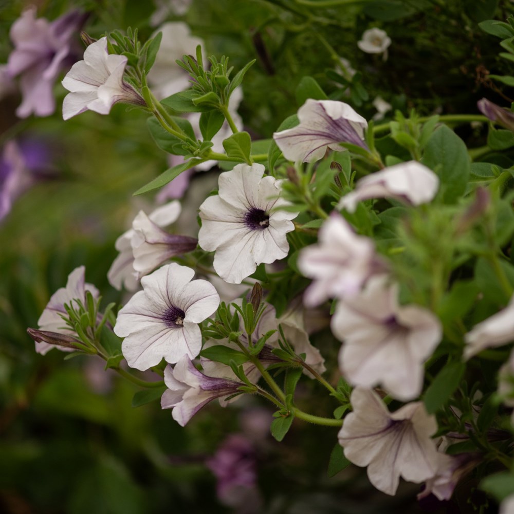 <i>Petunia</i> 'Tidal Wave Silver (Tidal Wave Series)'