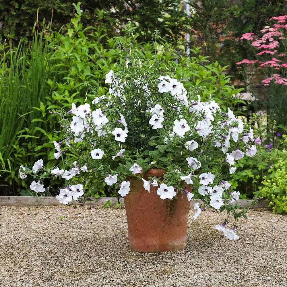 <i>Petunia</i> 'Tidal Wave Silver (Tidal Wave Series)'