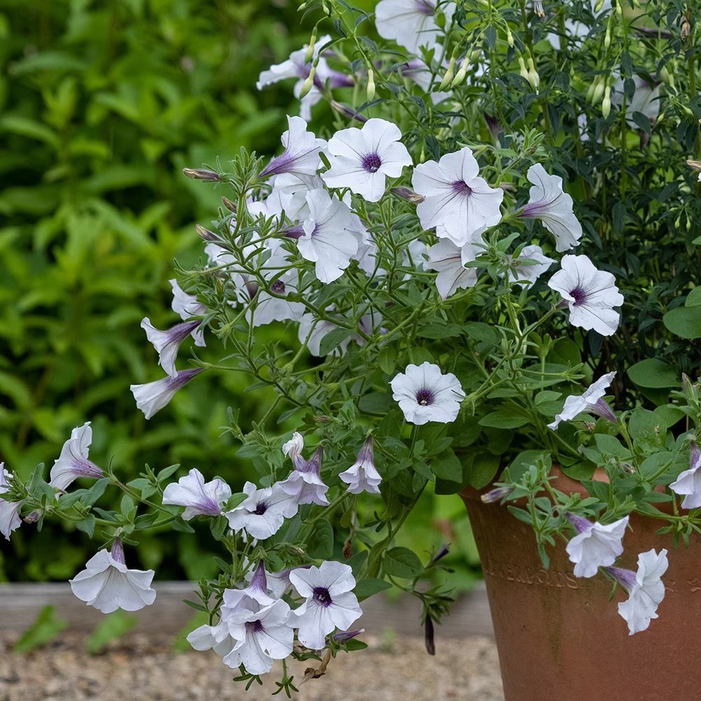 <i>Petunia</i> 'Tidal Wave Silver (Tidal Wave Series)'