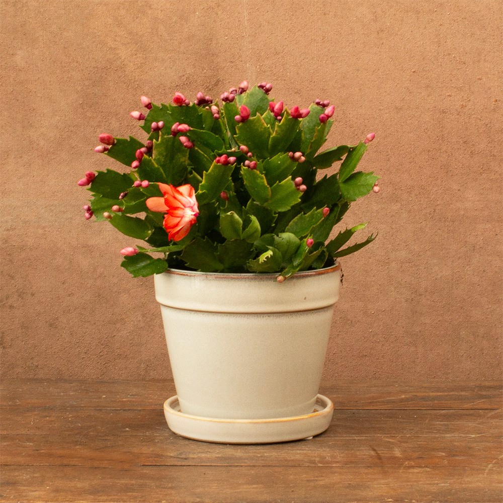 Schlumbergera orange flowered | Houseplant