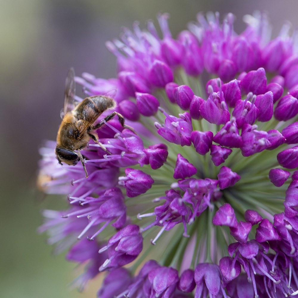 <i>Allium</i> 'Lavender Bubbles'