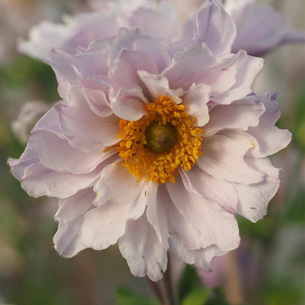 <i>Anemone</i> <b class=small-caps>Frilly Knickers</b> ('Fp007') (PBR)