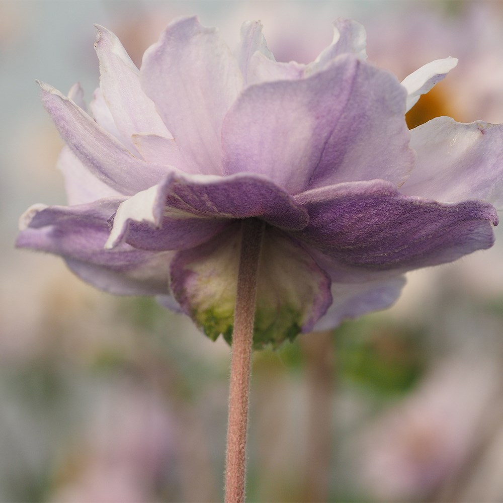 <i>Anemone</i> <b class=small-caps>Frilly Knickers</b> ('Fp007') (PBR)