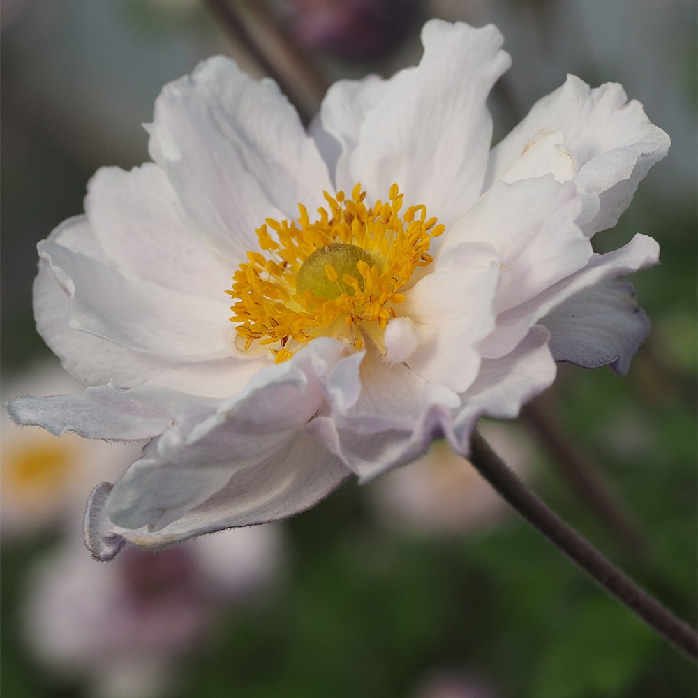 <i>Anemone</i> <b class=small-caps>Frilly Knickers</b> ('Fp007') (PBR)