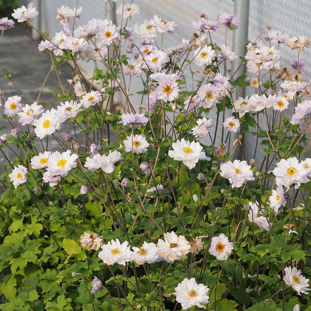 <i>Anemone</i> <b class=small-caps>Frilly Knickers</b> ('Fp007') (PBR)