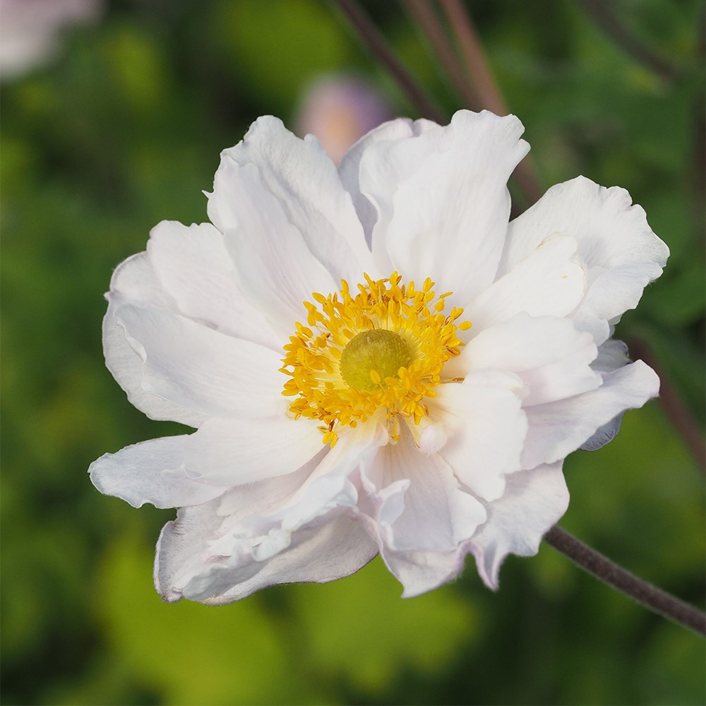 <i>Anemone</i> <b class=small-caps>Frilly Knickers</b> ('Fp007') (PBR)