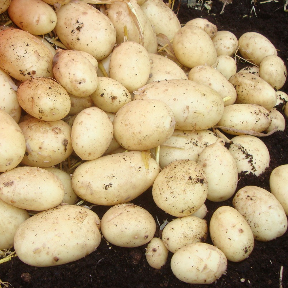 <i>potato</i> 'Maris Piper'
