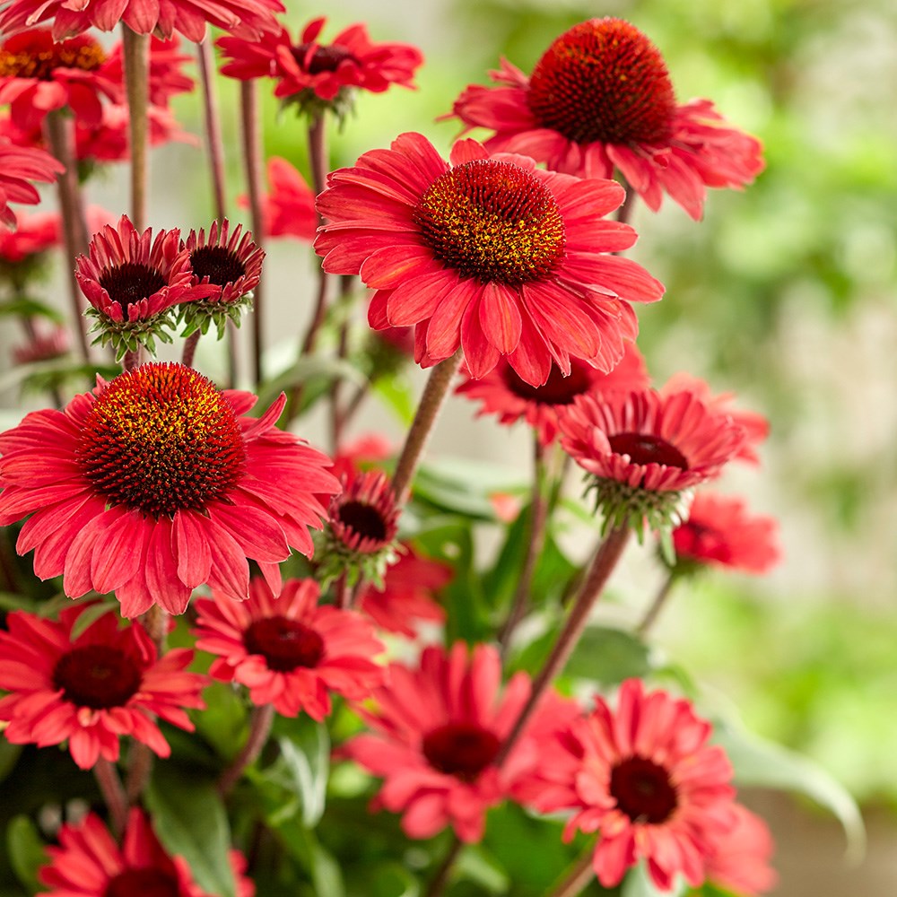 <i>Echinacea</i> <b class=small-caps>SunSeekers Red</B> ('Apecssired') (SunSeekers Series)
